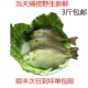 阳江泥猛鱼海鲜鲜活鬼婆仔鱼闸坡水产深海天然鲜活鸡婆仔鱼