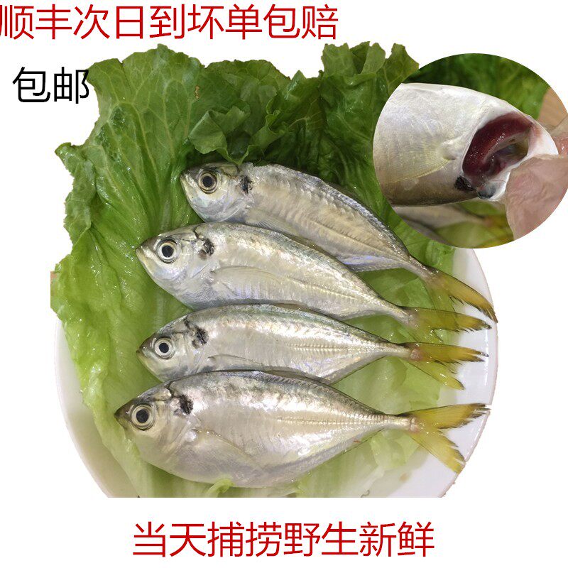 深海青昌仔结尾鱼闸坡海鲜水产鲜鱼鲜活海鱼湛江500克