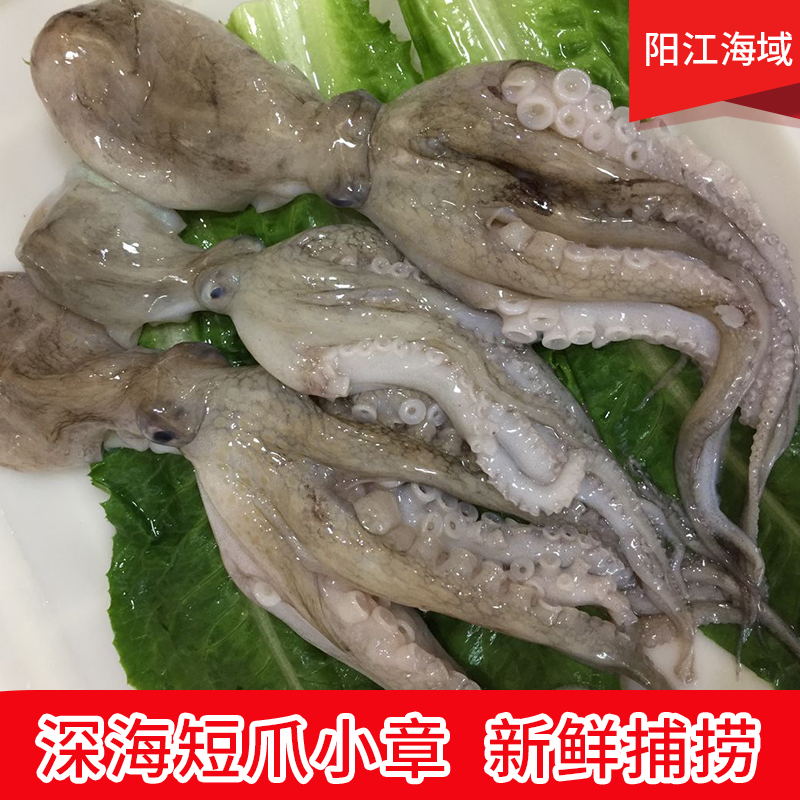 迷你小章阳江特产海鲜鲜活深海天然章鱼闸坡短爪小章八爪鱼沙章