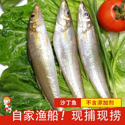 海鱼深海沙丁鱼沙尖鱼海鲜海鲜
