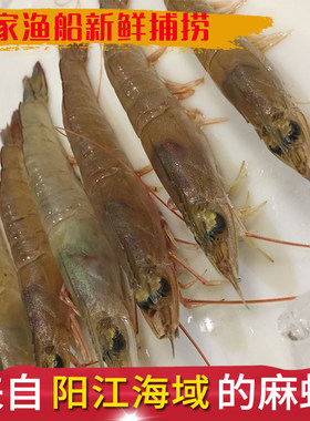 深海野生海虾阳江中虾深海麻虾油虾天然白虾闸坡海鲜鲜活剑虾沙虾