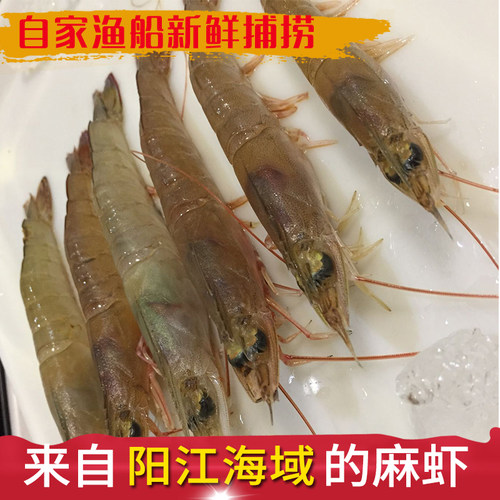 深海野生海虾阳江中虾深海麻虾油虾天然白虾闸坡海鲜鲜活剑虾沙虾