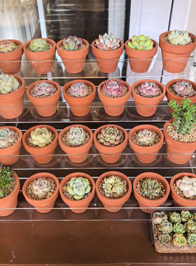 桌面多肉摆放展示架创艺盆栽储藏陈列架室内植物鲜花立式收纳架