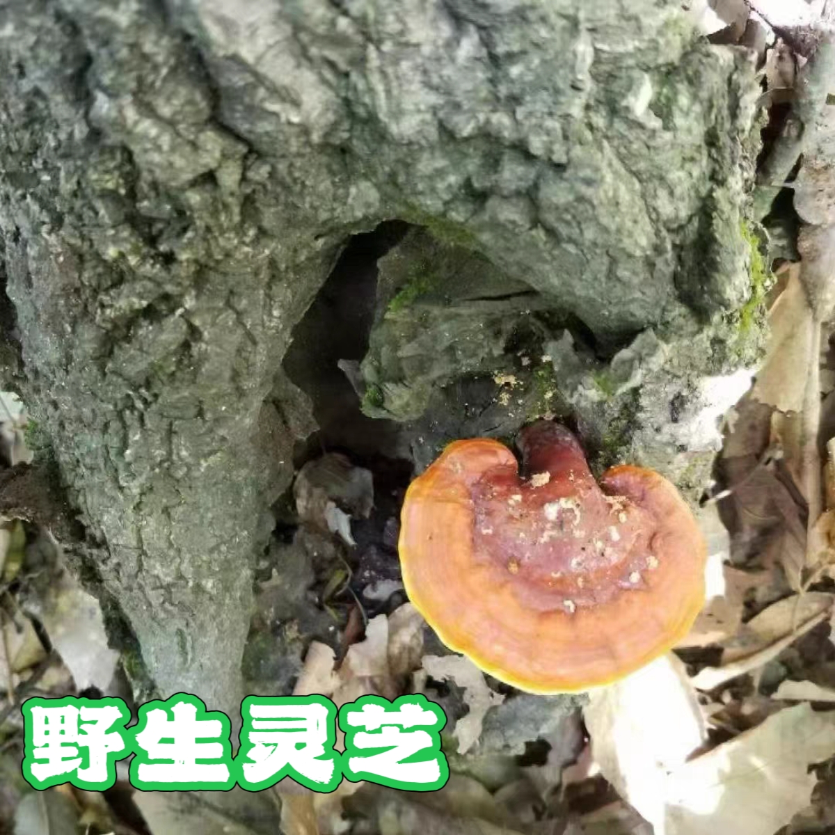 野生灵芝·2元一克 ，常规60克左右一朵，也可选大的，按重计价