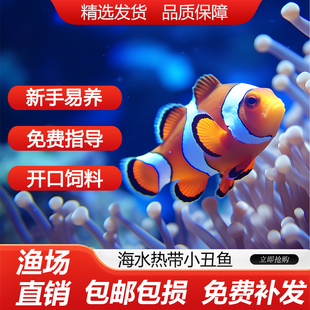 小丑鱼观赏鱼海水鱼热带鱼尼莫人工公子奥黑熊猫小丑一公一母易养