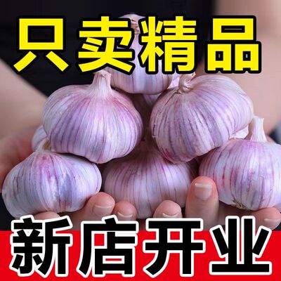 开封杞县紫白皮大蒜头干蒜新鲜蔬菜2026新鲜干蒜头农家自种蒜米