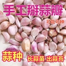 大蒜干蒜瓣紫白皮可吃可种大头籽蒜头蒜种子新鲜农家出蒜苔蒜苗