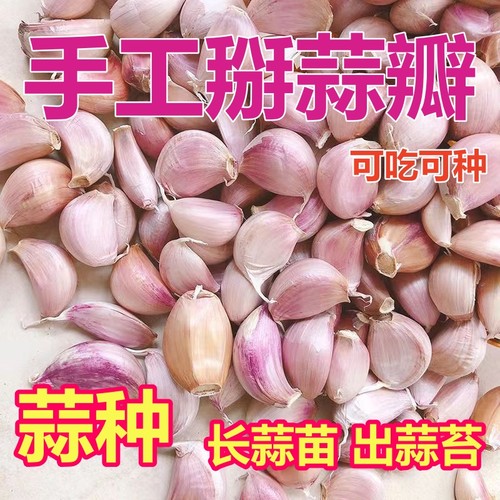 紫白皮蒜籽大蒜手掰新干蒜瓣种子