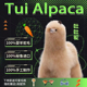 吐吐驼TUI ALPACA阿祈羊驼公仔秘鲁毛绒玩偶羊驼毛七夕情人节礼物