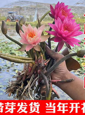 睡莲水培植物四季户外水养水莲花花卉荷花种孑带花苞耐寒睡莲根块