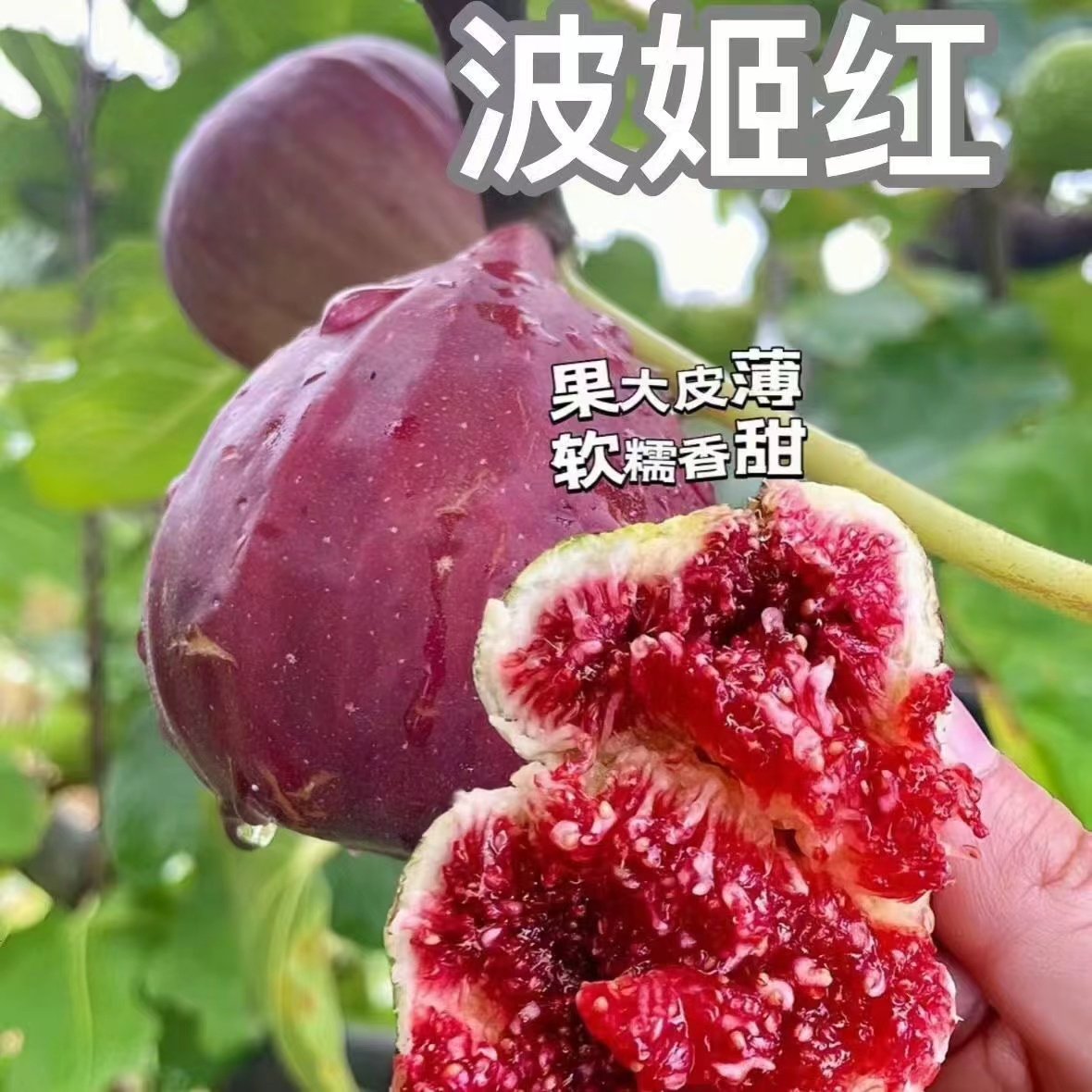 无花果树苗波姬红，布兰瑞克，巴劳奈无花果树苗果树
