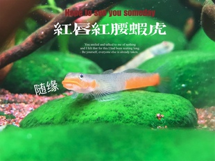 红唇红腰虾虎闪电红腰虾虎乔氏黄瓜虾虎枝桠虾虎淡水鱼漂亮好看鱼