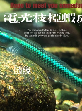 电光枝桠虾虎蓝面枝桠虾虎小型鱼淡水鱼活体宠物好看漂亮的观赏鱼