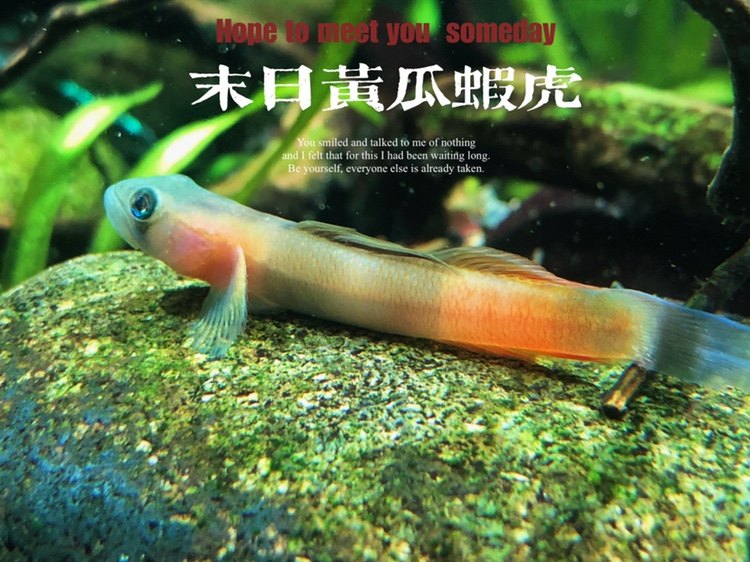 末日黄瓜虾虎宿雾黄瓜虾虎微笑黄瓜虾虎