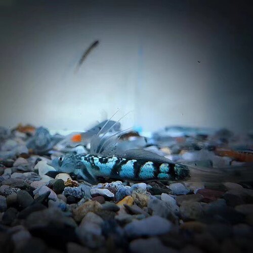 长拉丝发色靓价格实惠秃头鲨淡水