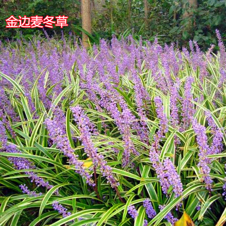 庭院苗木耐寒地被植物金边麦冬草细叶青叶麦冬草四季常青绿化工程