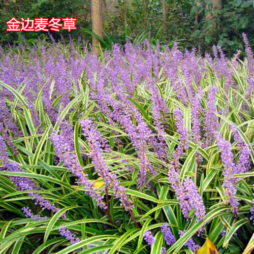 庭院苗木耐寒地被植物金边麦冬草