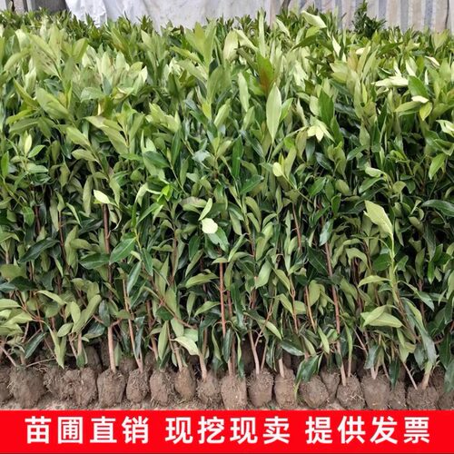 法国冬青树苗篱笆苗四季常青