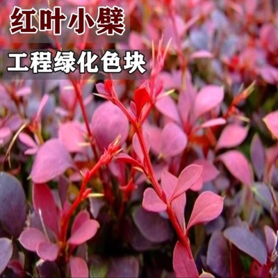 别墅庭院行道色块耐寒红叶小檗苗