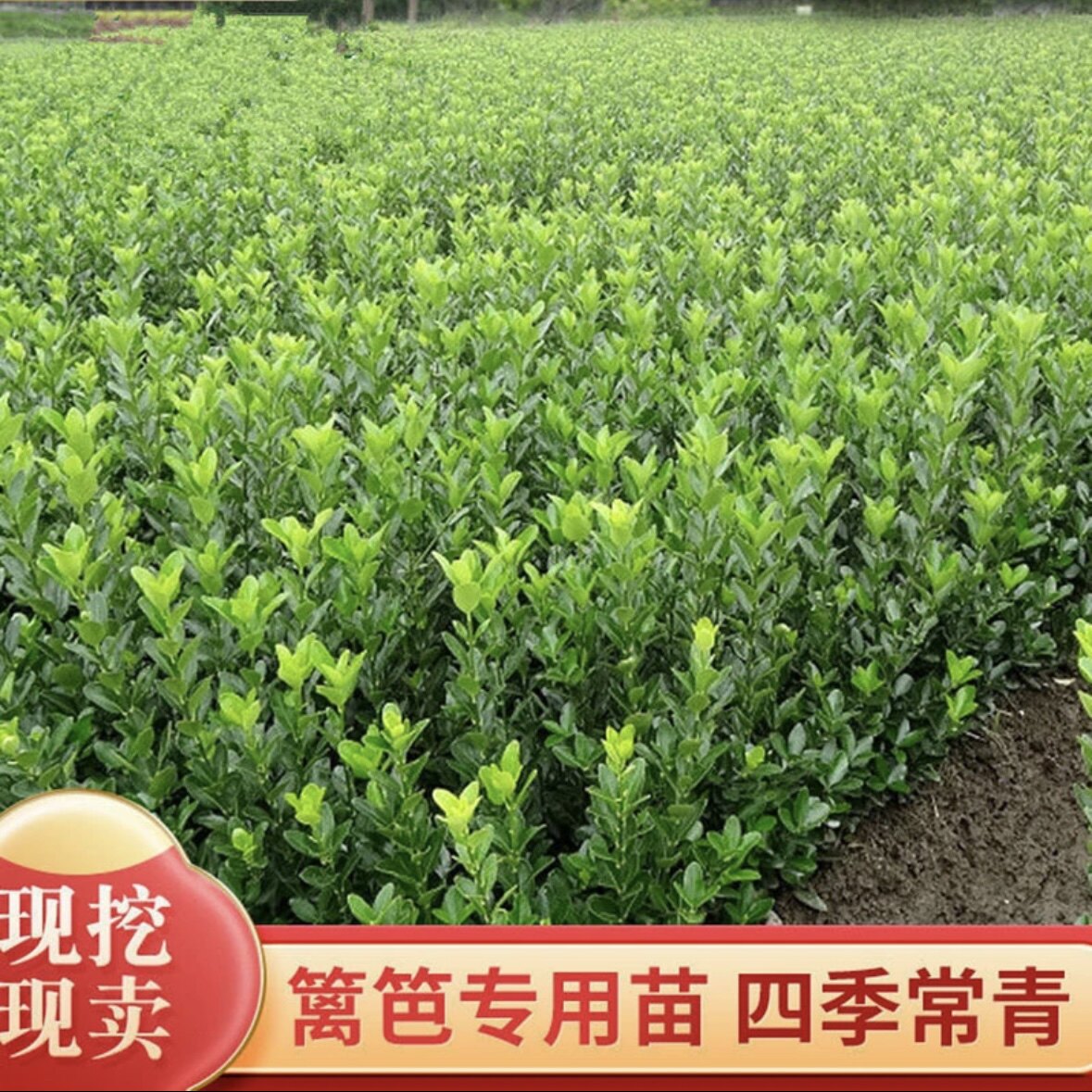 瓜子黄杨苗冬青苗树苗工程苗绿化