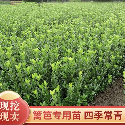 瓜子黄杨苗冬青苗树苗工程苗绿化