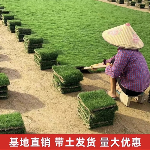草皮真草坪带泥土别墅花园