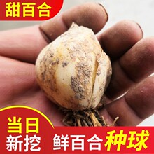 兰州百合种球食用甜百合种球新鲜带土带根可以种一斤500克 包邮