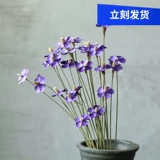 Тысячи слов и тысячи фиолетовых фиолетовых литературных и искусства свежего клуба декоративные художественные высушенные цветы Стрельба по реквизиту. Phalaenopsis