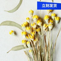 [Lagerstroeemia Flower] Растительное сочетание оригинальной экологической мебели на дому сухие цветы счастливые фрукты цветочные стрельба для опоры комбинация сухие цветы