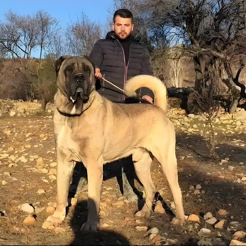 坎高犬纯种土耳其巨型犬大型猛犬活体幼犬坎高犬看家护院护卫斗犬