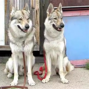 纯种捷克狼犬幼犬活体 进口血统捷克狼犬 捷克狼犬看家聪明护卫犬