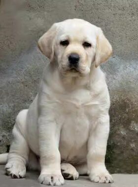 拉布拉多犬出售纯种活体护卫犬