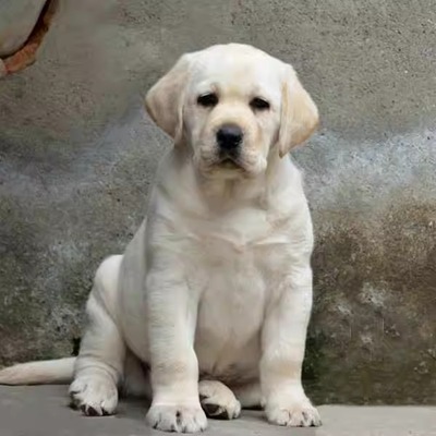 拉布拉多犬出售纯种活体护卫犬