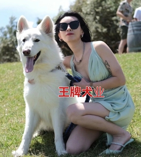 纯白色德牧幼犬瑞士牧羊犬活体纯种白德牧幼犬双血统白色牧羊犬