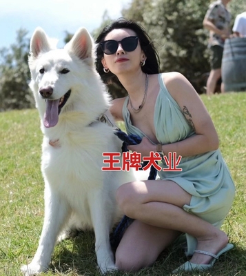 纯白色德牧幼犬瑞士牧羊犬活体纯种白德牧幼犬双血统白色牧羊犬