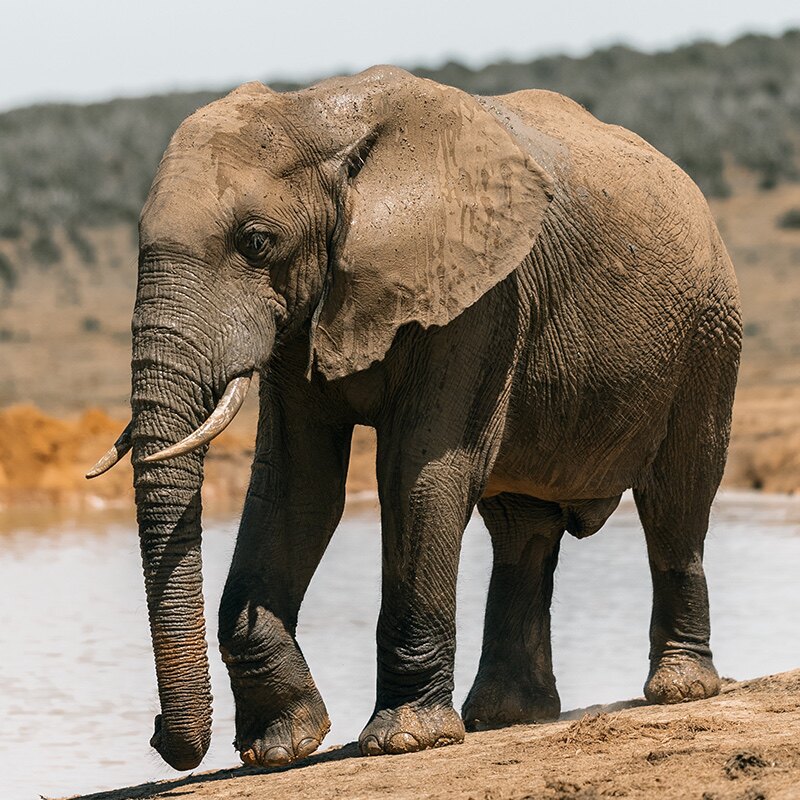 非洲野生大象(下单后大象按地址自己导航走过去)已防疫
