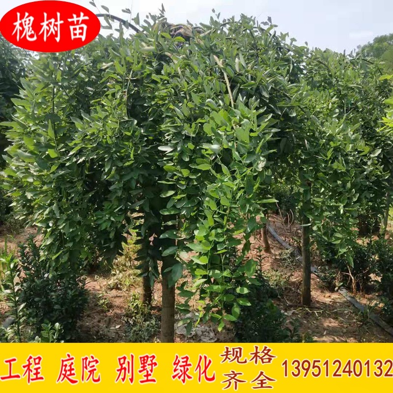 国槐树苗 国槐苗 龙爪槐树苗 国槐 黄金槐树苗 耐寒耐旱 绿化苗木