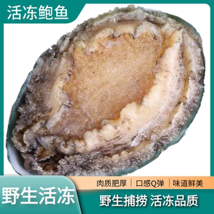 活冻鲍鱼8头10头九孔鲍鱼鲜活鲜冻大连大鲍鱼礼盒500g即食生冻
