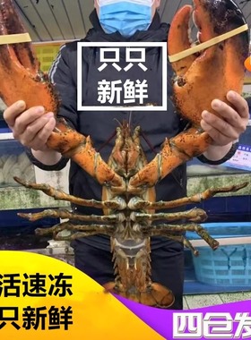 活冻波士顿大龙虾鲜活鲜冻澳洲特大波龙虾10斤冰鲜青龙大古巴龙超