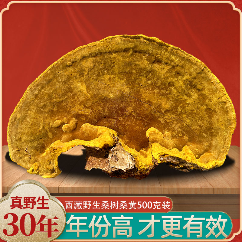 【30年野生】西藏林芝墨脱精品桑树桑黄特级金边干货g500g灵芝