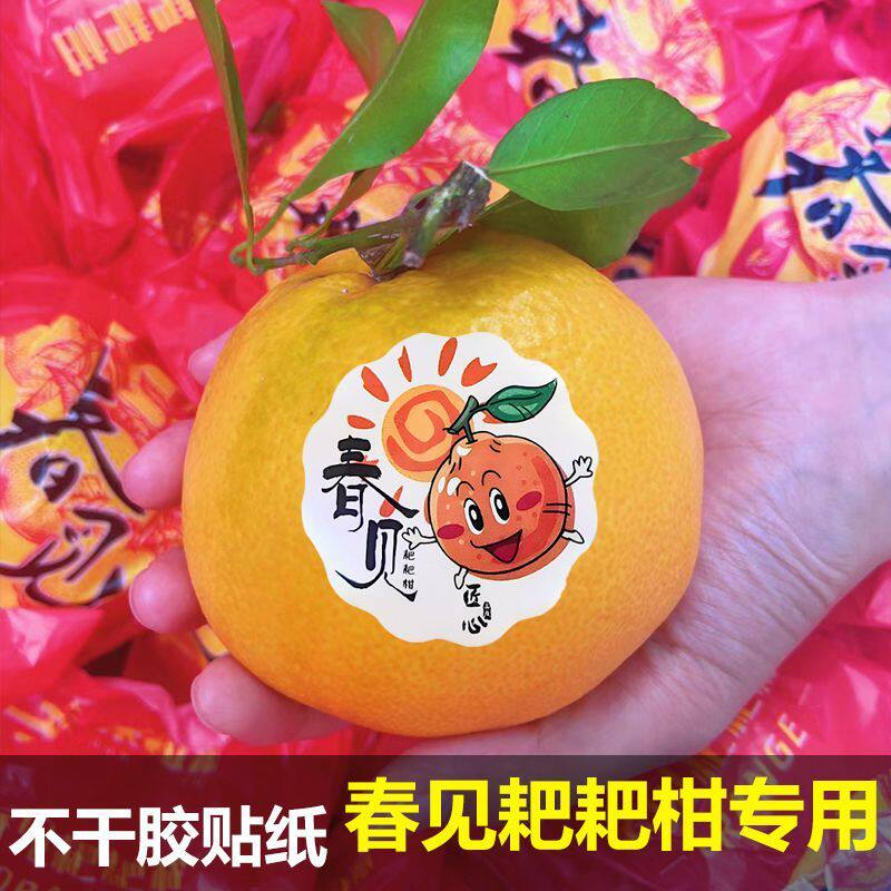春见耙耙柑水果标签贴纸四川橙子不知火丑橘通用一次性不干胶