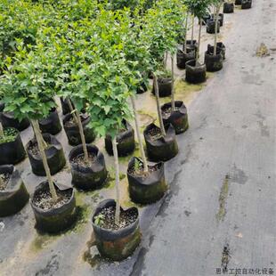 一件代发丛生木槿小苗园林工程绿化落叶灌木庭院观赏花卉植.议价