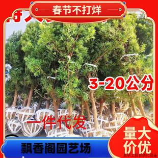 一件代发特大日本罗汉松树苗盆景小叶雀舌室外庭院地栽造型.议价