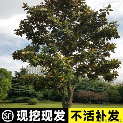 一件代发绿化苗木广玉兰小苗庭院四季常绿广玉兰荷花玉兰苗.议价