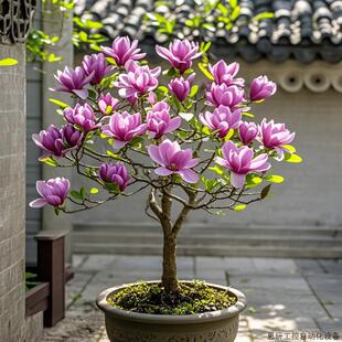 紫玉兰盆栽树苗庭院地栽矮化带花苞四季开花好养植物室外绿.议价