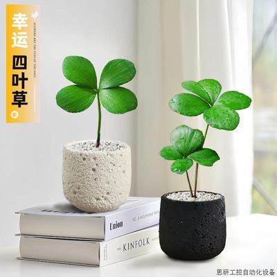 墨西哥铁树四叶幸运草盆栽办公室内绿植物幼儿园开学桌面情.议价