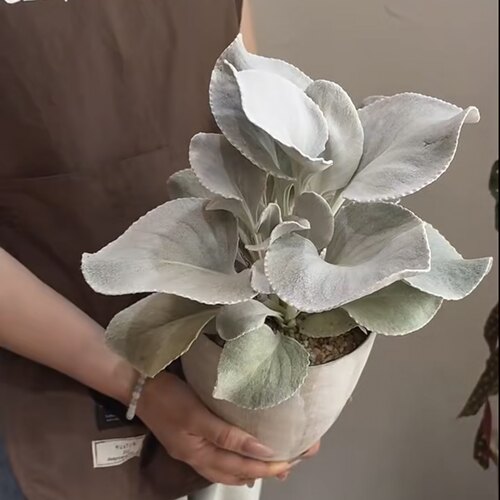 天使之翼银叶菊盆栽多年生耐寒观叶植物室内阳台银叶绿植花卉
