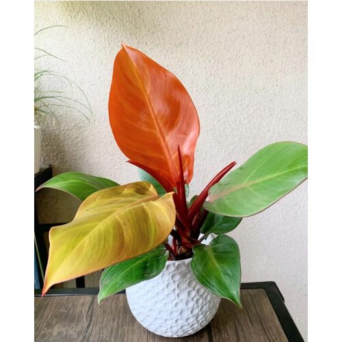 新品奥兰治王子红金钻进口植物
