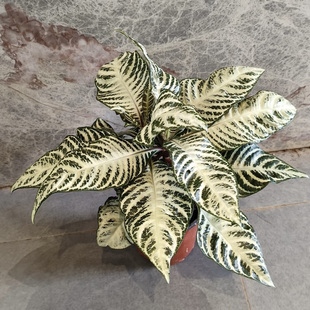 白雪爵床银脉斑马花室内外办公桌好看好养吸甲醛观叶绿植盆栽