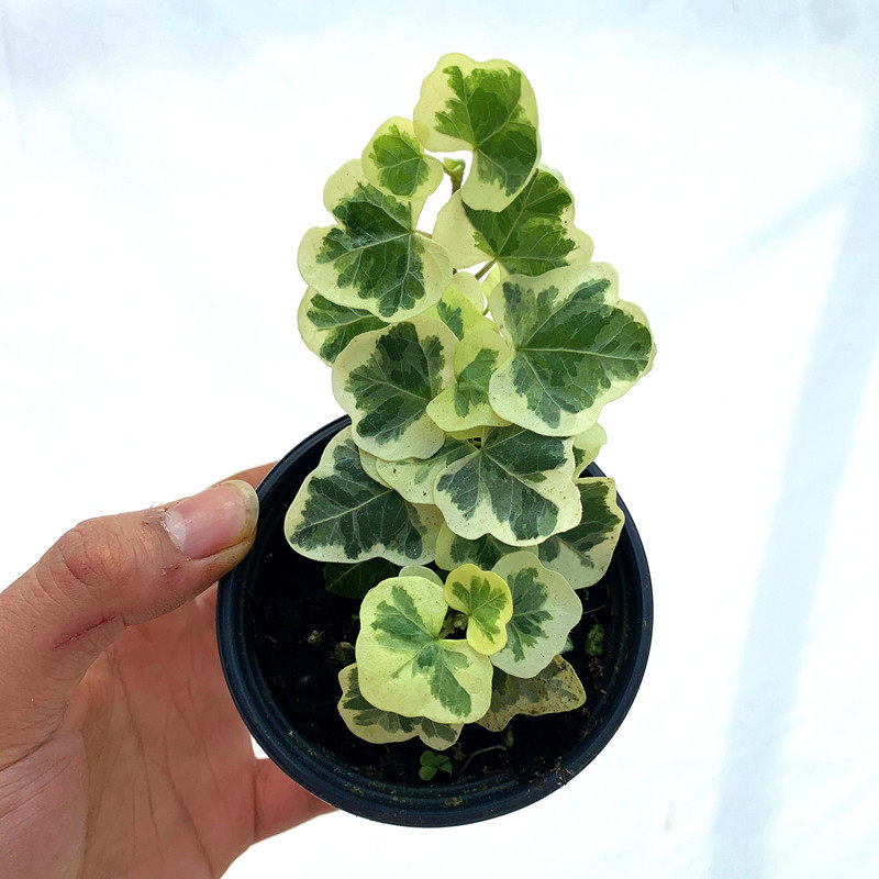 颜植日本进口雪莹常春藤吊兰日系简约小清新室内阳台桌面绿植盆栽